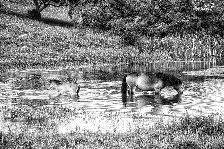 Wild Horses BW2 Photograph by Ingrid Dendievel
