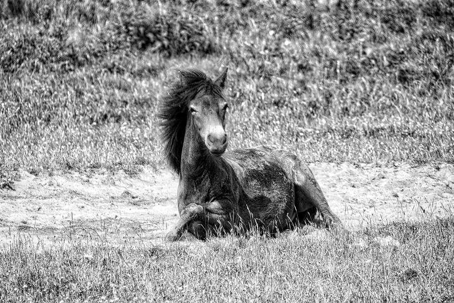 Wild Horses BW3 Photograph by Ingrid Dendievel