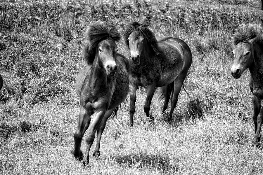 Wild Horses BW4 Photograph by Ingrid Dendievel