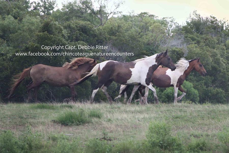 Wild Horses Photograph by Captain Debbie Ritter