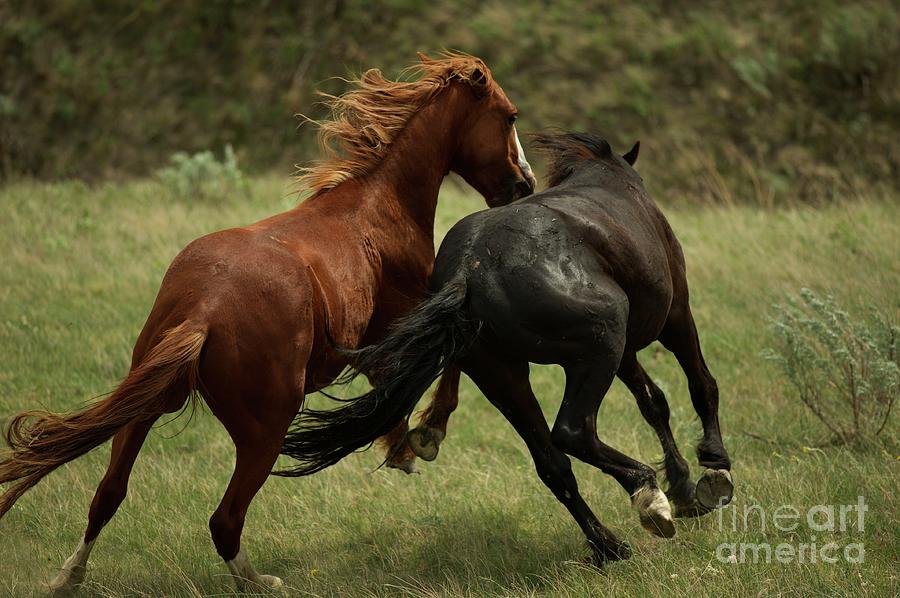 Wild Horses Photograph