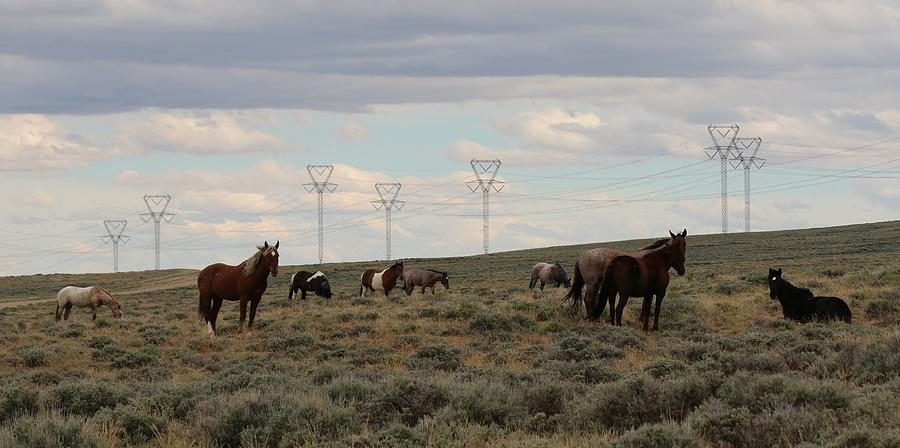 Wild Horses  Photograph by Christy Pooschke