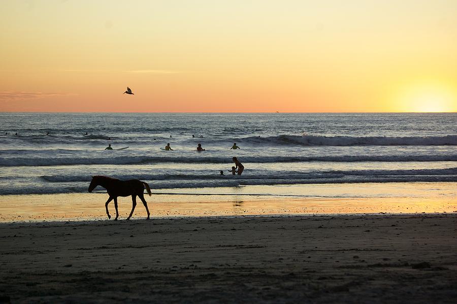 Wild Horses Costa Rica Photograph by Taylynn Hunt