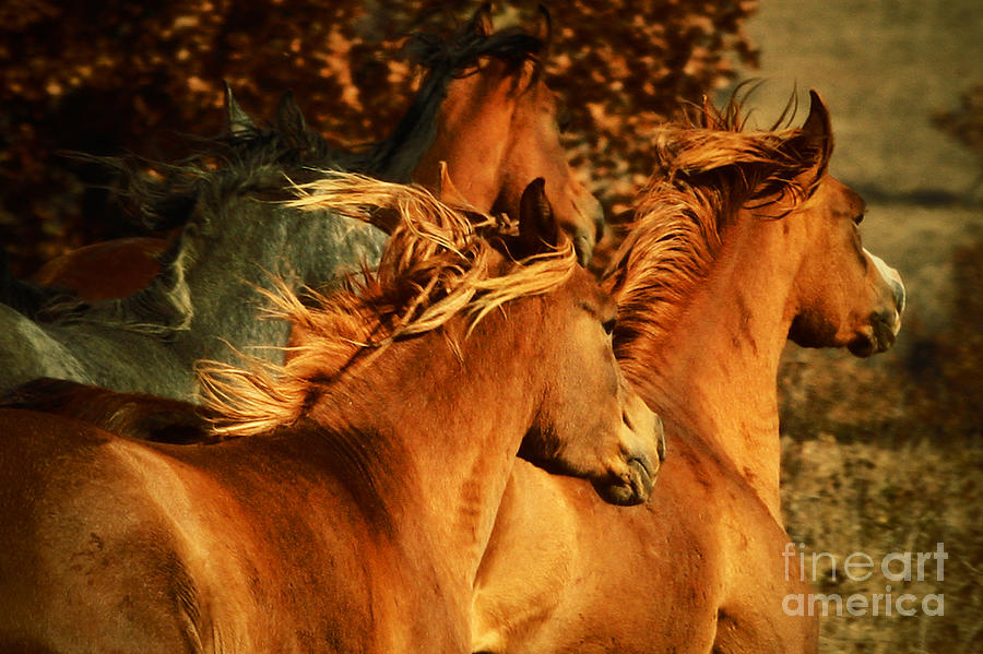 Wild Horses Photograph by Dimitar Hristov