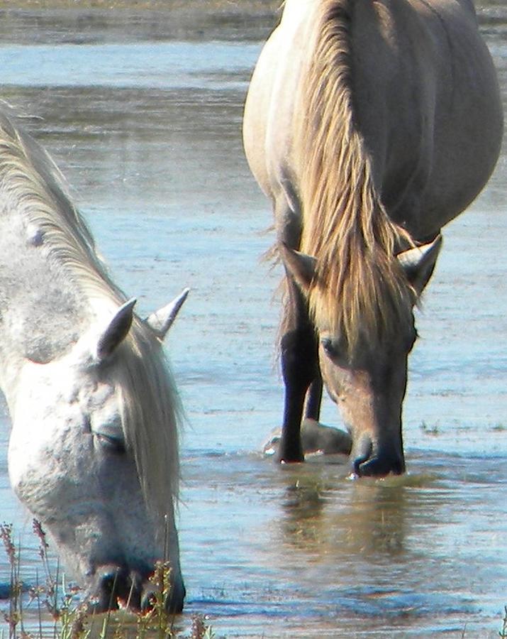 Wild horses drinking water Photograph by Manuela Constantin