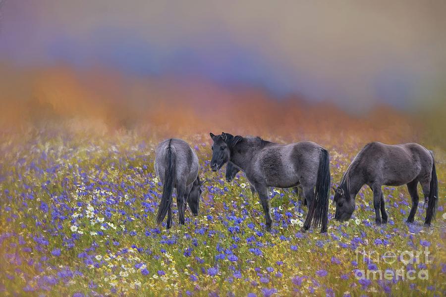 Wild Horses Photograph by Eva Lechner