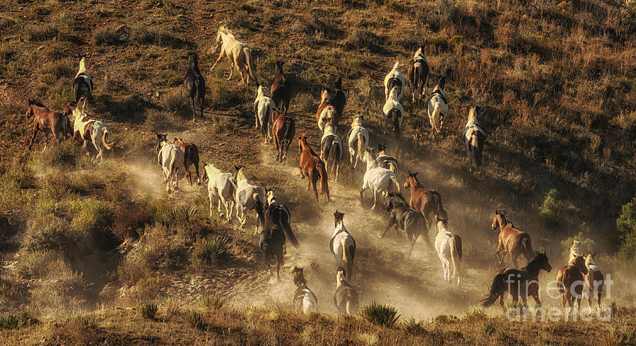 Horse Photograph - Wild Horses Gone Wild by Priscilla Burgers