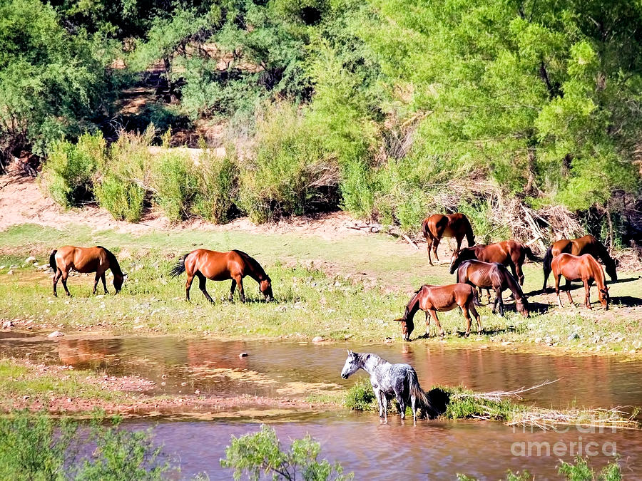 Wild Horses Grazing At Waterhole  Photograph by Sherry  Curry