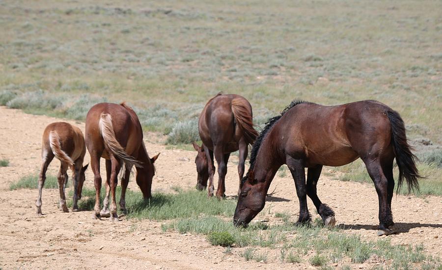 Wild Horses Grazing  Photograph by Christy Pooschke