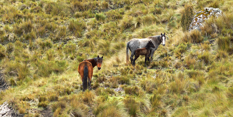 Wild Horses I Photograph by Cameron Wood