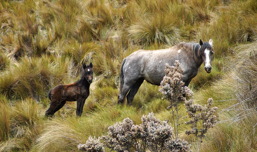 Wild Horses II Photograph by Cameron Wood