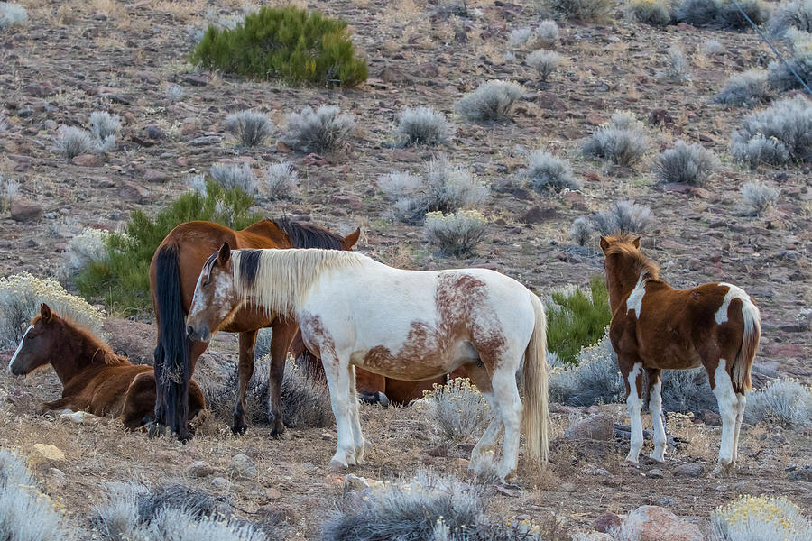 Wild Horses II Photograph by Marc Crumpler