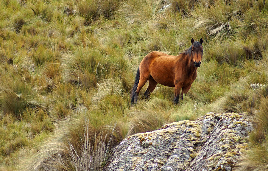Wild Horses III Photograph by Cameron Wood