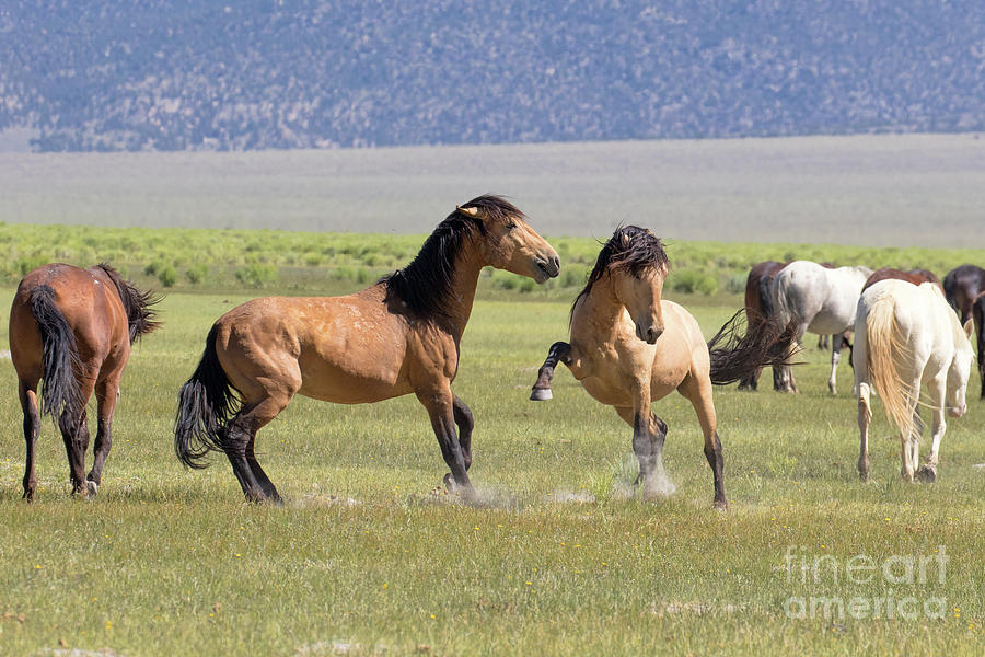 Wild Horses In The Eastern Sierra  Photograph by Mimi Ditchie
