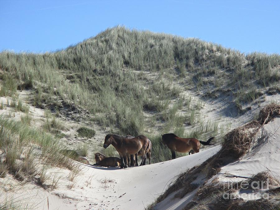 Wild horses in the Noordhollandse duinreservaat Photograph by Chani Demuijlder
