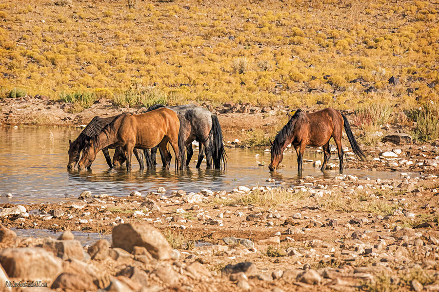 Wild Horses in Water Photograph by LeeAnn McLaneGoetz McLaneGoetzStudioLLCcom