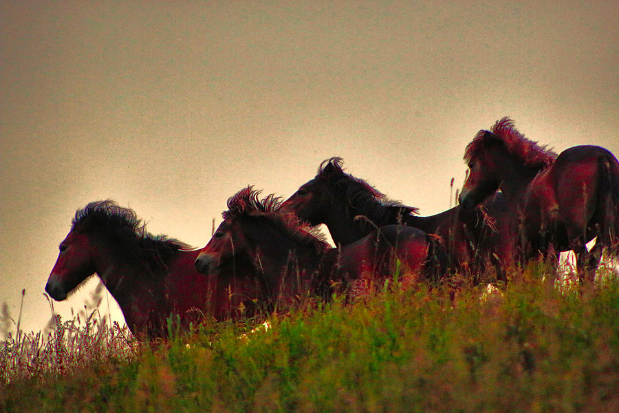 Wild Horses Photograph by Ingrid Dendievel