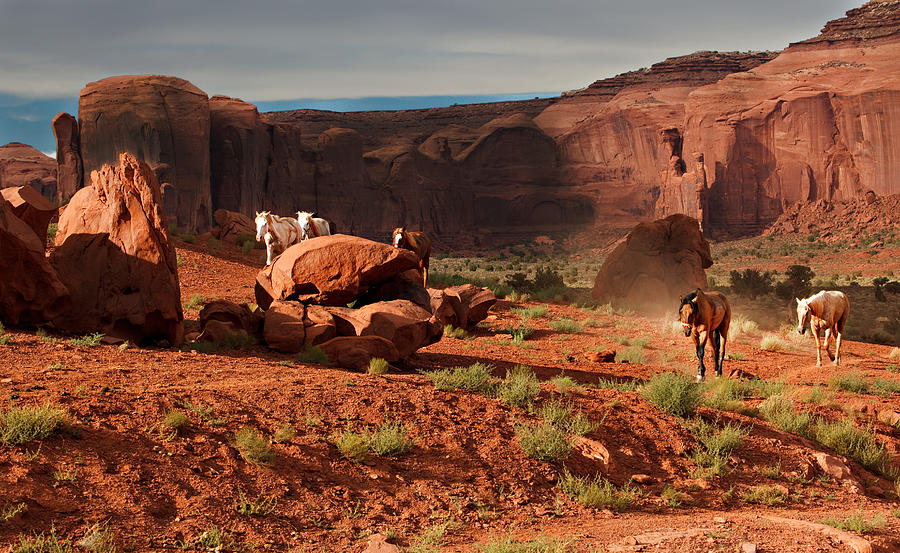 Wild Horses Photograph by Jonas Wingfield