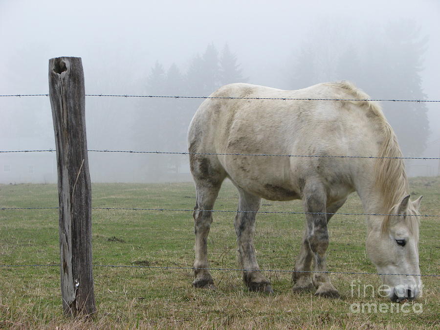 Wild Horses Photograph by Michael Krek