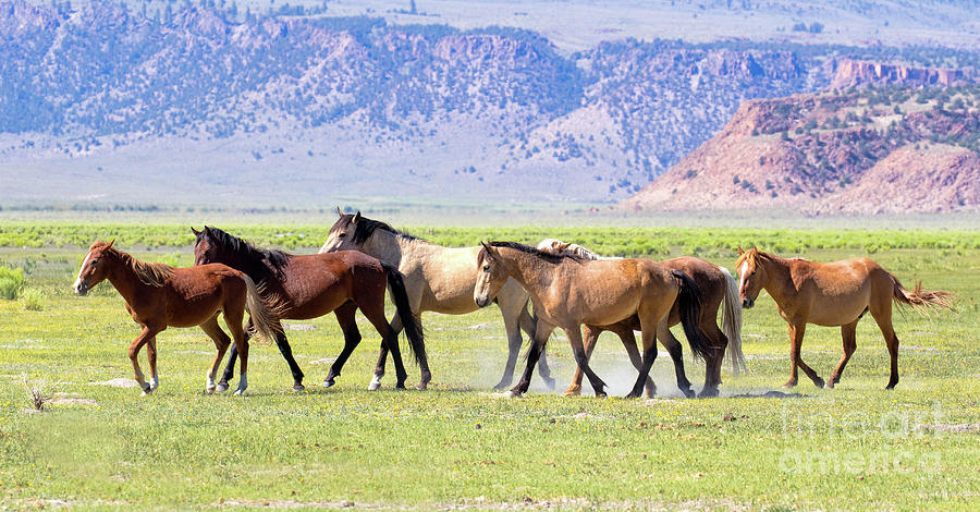 Wild Horses Photograph by Mimi Ditchie