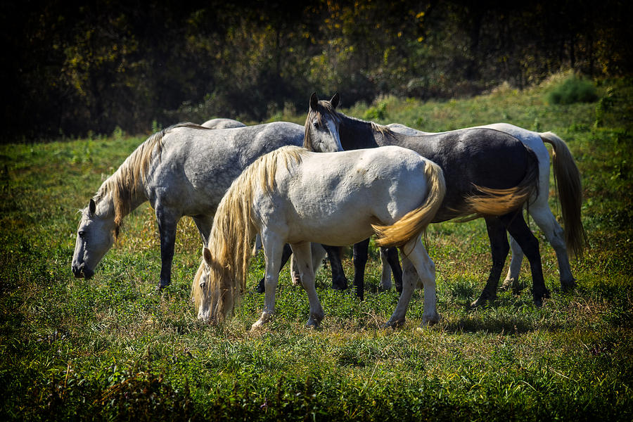 Wild Horses Missouri Ozarks DSC09295 Photograph by Greg Kluempers