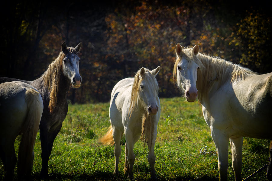 Wild Horses Missouri Ozarks DSC09326 Photograph by Greg Kluempers