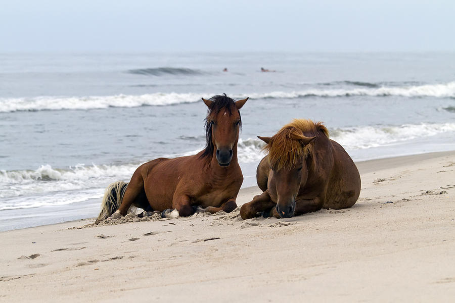 Wild Horses of Assateague Island Photograph by Edward Kreis