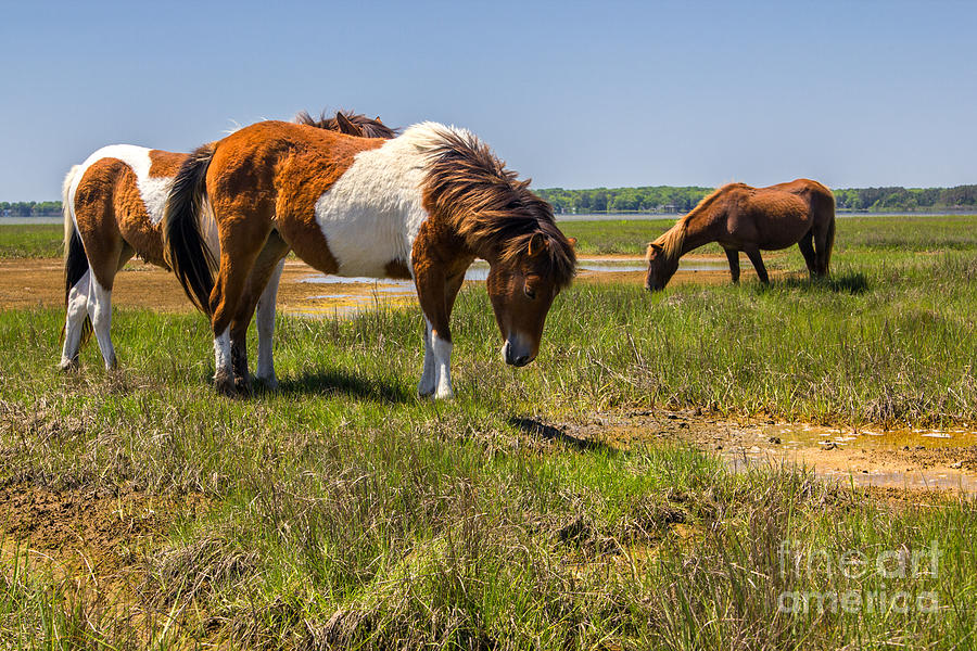 Wild Horses of Assateague Photograph by Rod Best