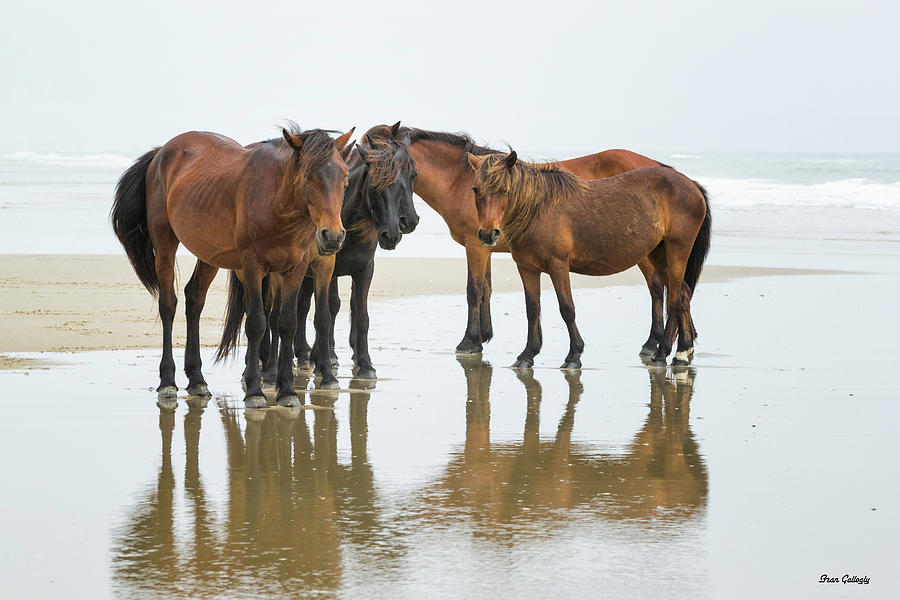 Wild Horses of Corolla Photograph by Fran Gallogly