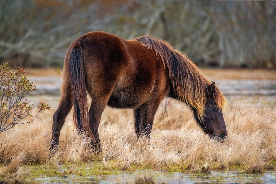 Wild Horses of Corolla Photograph by Robert Mullen - Fine Art America