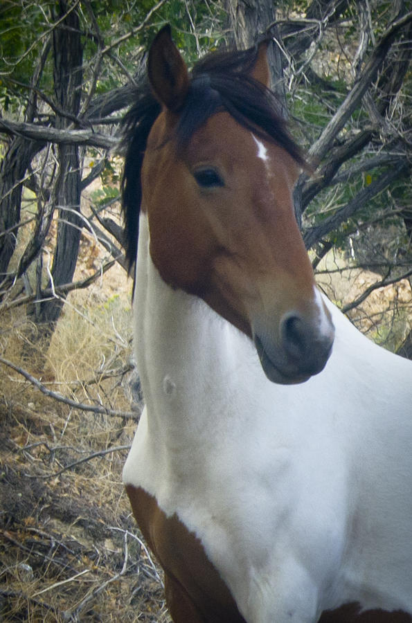 Wild Horses of Nevada 2 Photograph by Catherine Sobredo Wild Horses of Nevada 2 Photograph by Catherine Sobredo