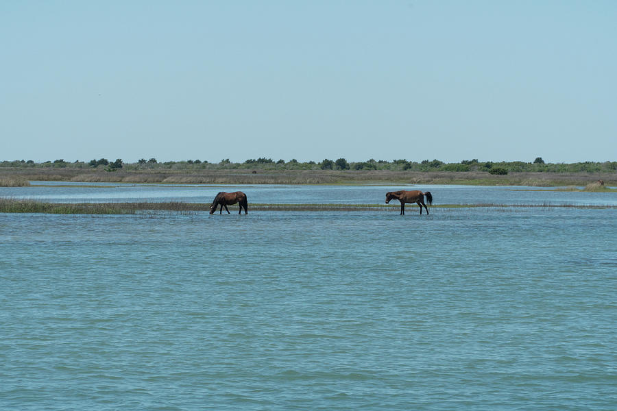 Horses Photograph - Wild Horses of Shackleford Banks by Arthur English Horses Photograph - Wild Horses of Shackleford Banks by Arthur English