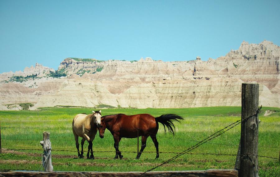 Wild Horses of South Dakota Photograph by Elizah Monai | Fine Art America