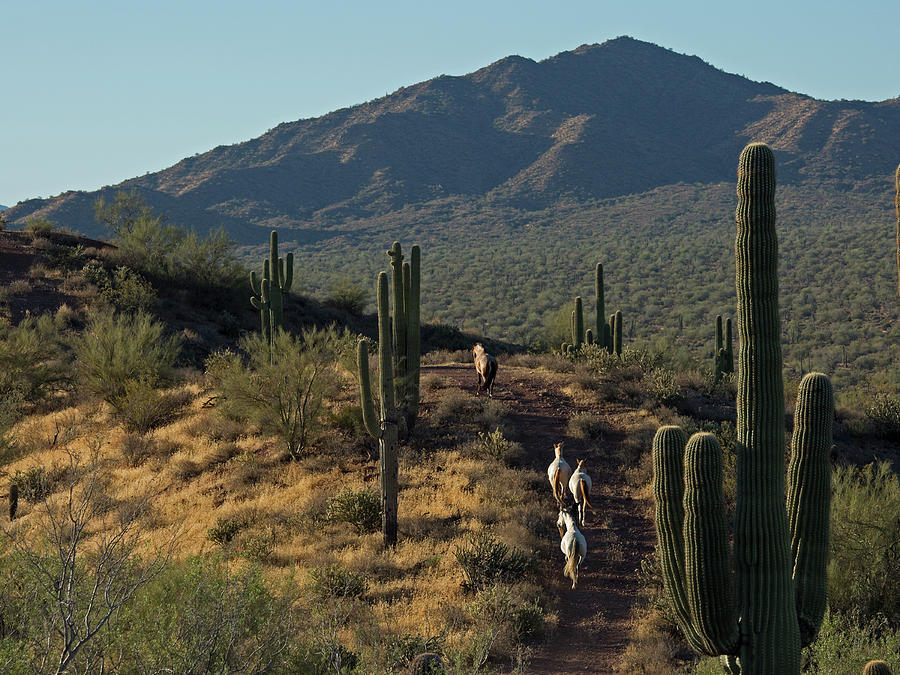 Wild Horses of the Sonoran Desert Photograph by Sue Cullumber