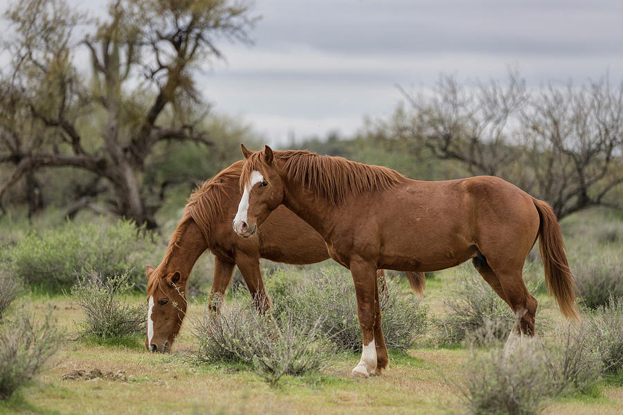 Horse Photograph - Wild Horses of the Sonoran  by Saija Lehtonen
