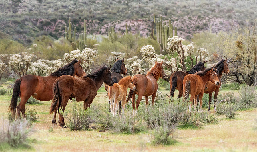 Horse Photograph - Wild Horses of the West  by Saija Lehtonen
