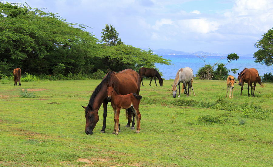 Wild Horses Of Vieques Photograph by Fiona Kennard