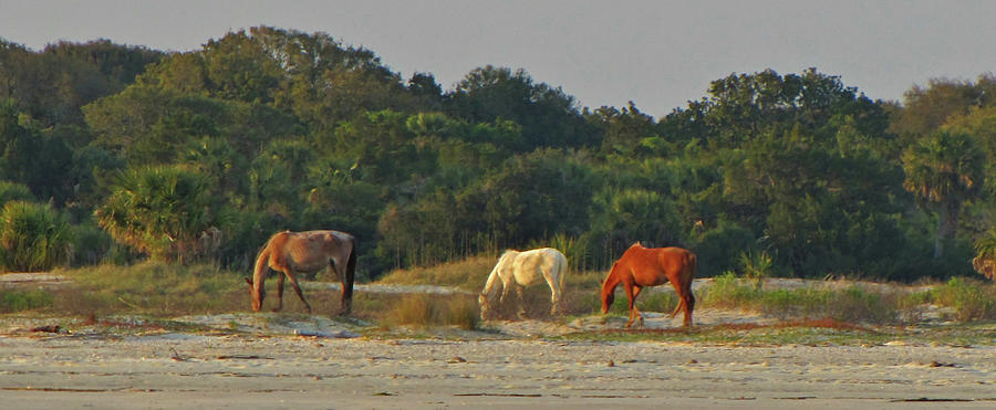 Wild Horses on Beach Photograph by Peggy Urban