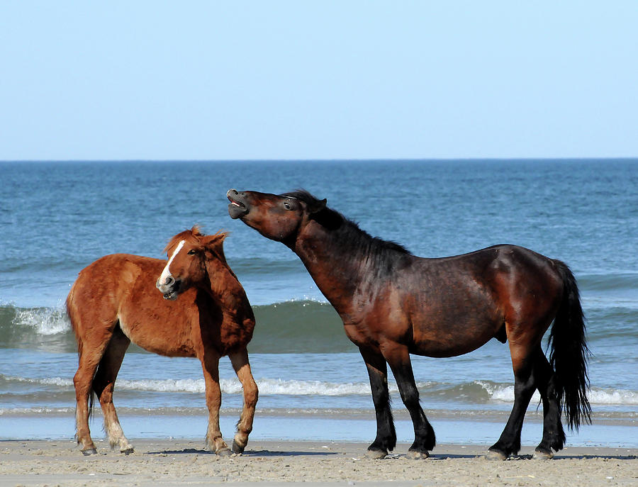 Wild Horses on Beach Photograph by Ted Keller