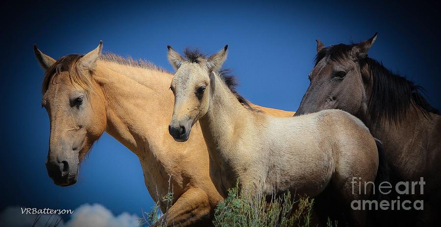 Wild Horses on Blue Sky Photograph by Veronica Batterson