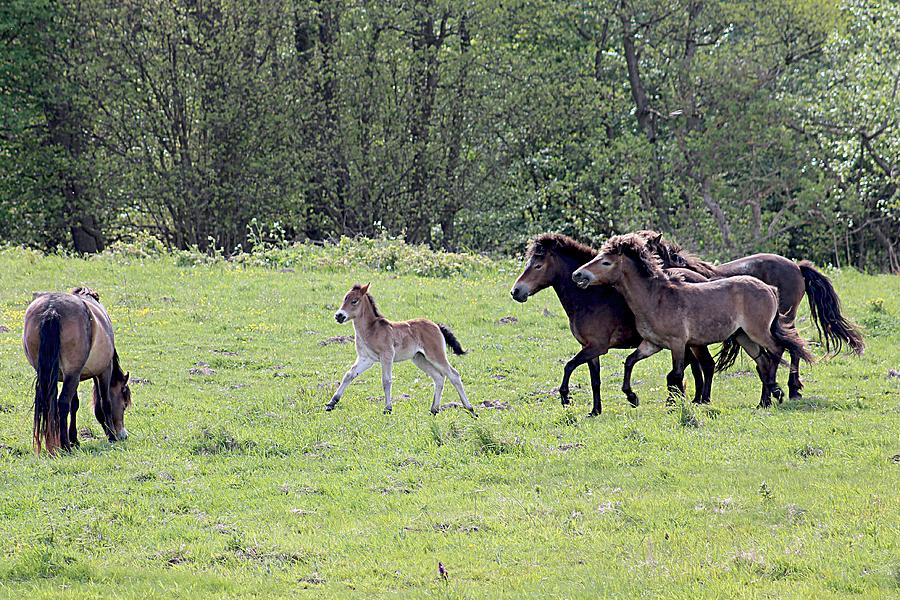 Wild Horses on Langeland Photograph by Karen McKenzie McAdoo