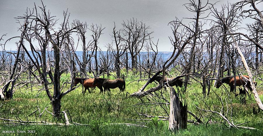 Wildlife Photograph - Wild Horses on Mesa Verde by Bryan James Carr