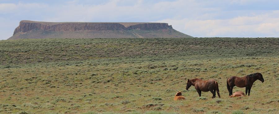 Wild Horses on Pilot Butte  Photograph by Christy Pooschke