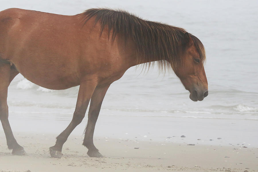 Wild Horses on the Beach 2 Photograph by David Stasiak