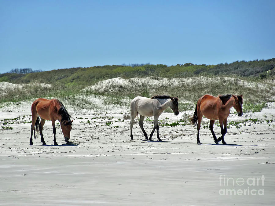 Wild Horses On The Beach Photograph by D Hackett