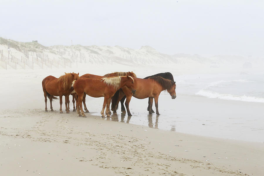 Wild Horses On The Beach Photograph