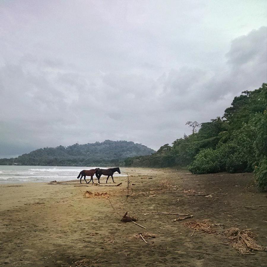 Wildlife Photograph - Wild Horses. On The Beach. Yeah by Melissa Yosua-Davis