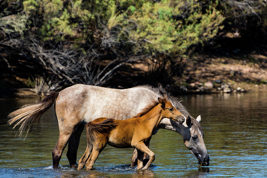 Wild Horses on the Salt River Photograph by Douglas Killourie