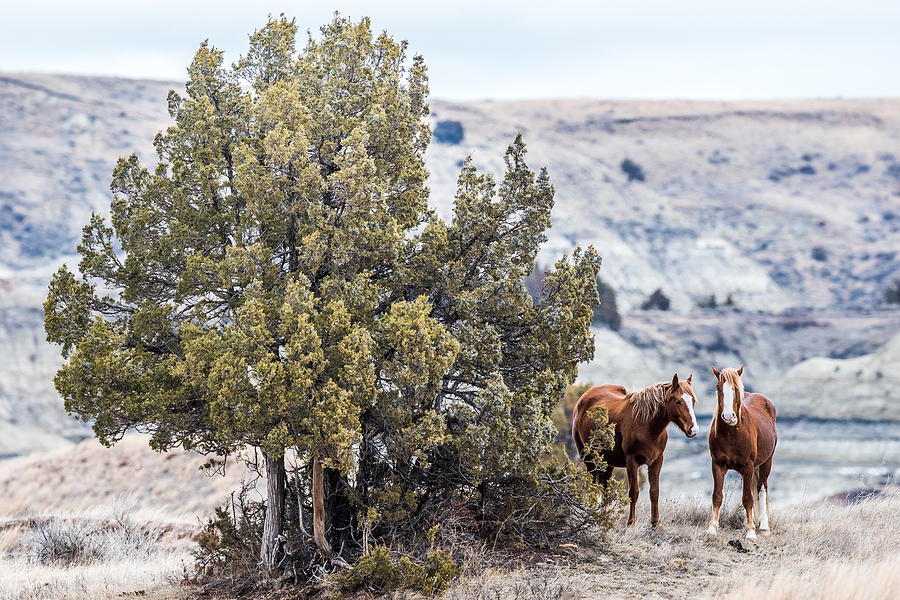 Wild Horses Photograph by Paul Freidlund