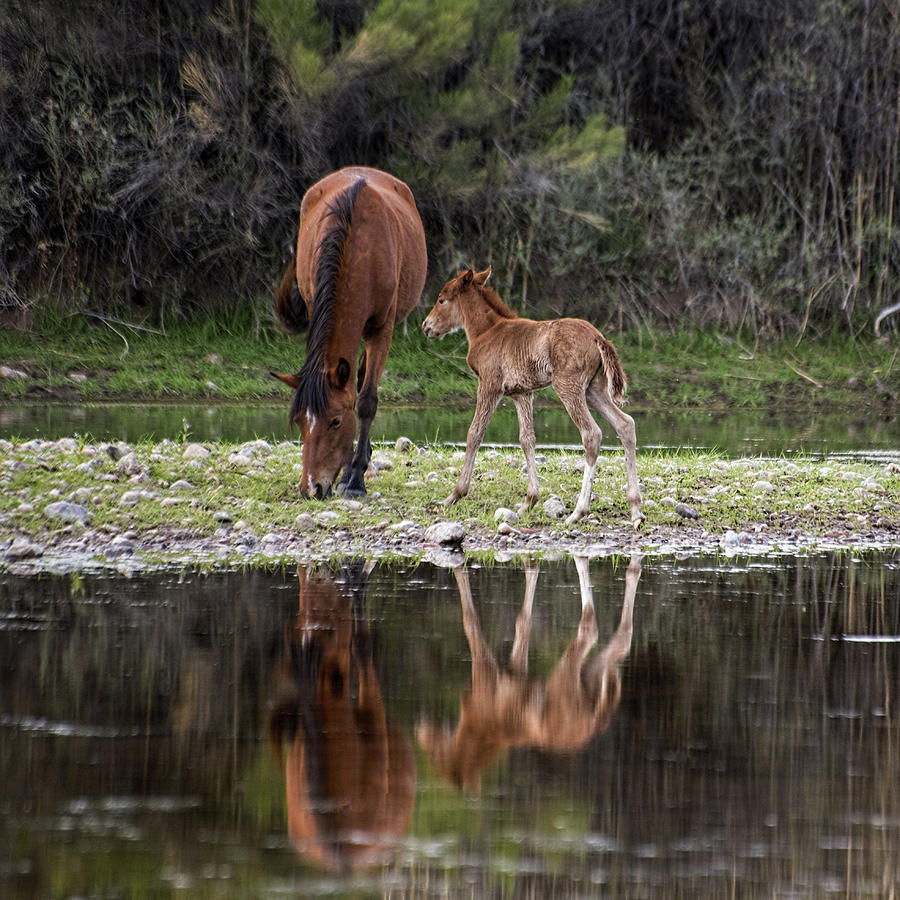 Wild horses reflected in the Salt River Photograph by Dave Dilli